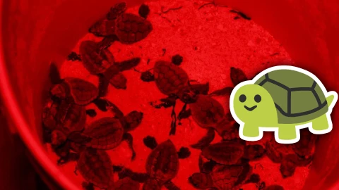 Liberan a más de 84 tortugas bebé en Playa Marlín, de Cancún.jpg