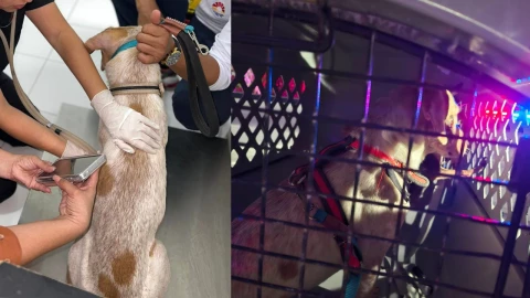 video-perrito-golpeado-martillo-cancun-quintana-roo-exigen-justicia