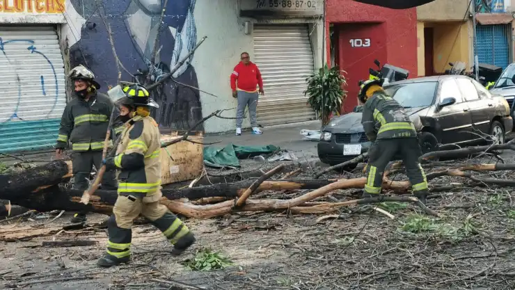 árbol en la doctores.jpg