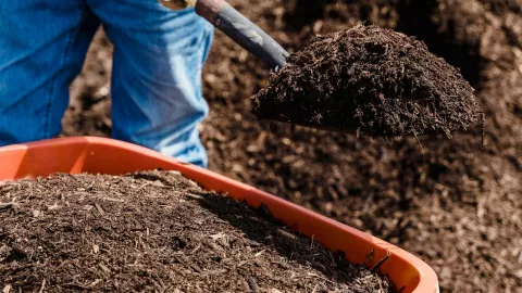 Así puede hacer tu propia composta para plantas; paso a paso para hacerla con los residuos de comida