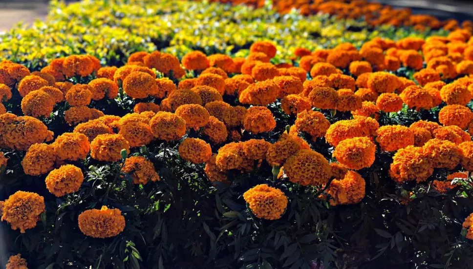 Cempasúchil pirata chino