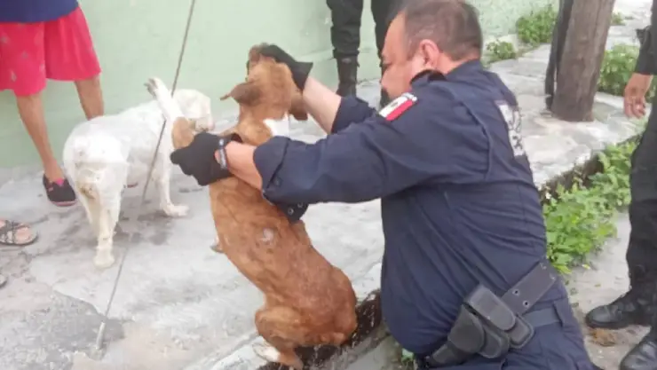Perro callejero cayó a una alcantarilla tras ser asustado con pirotecnia