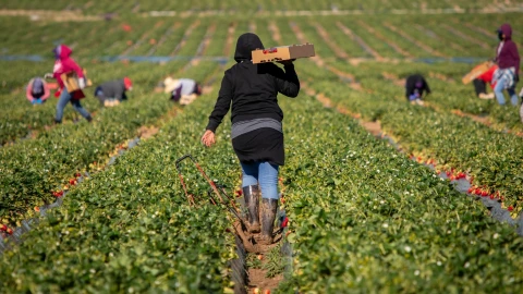 Trabajadores agrícolas en un campo de California.