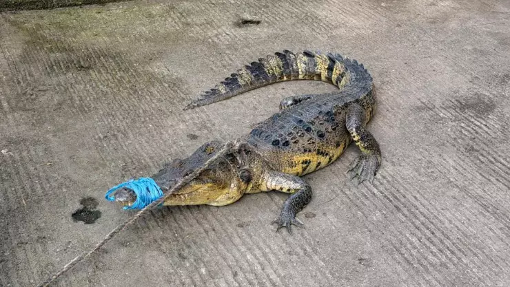 ¡De más de un metro! Así es el cocodrilo capturado al sur de Veracruz