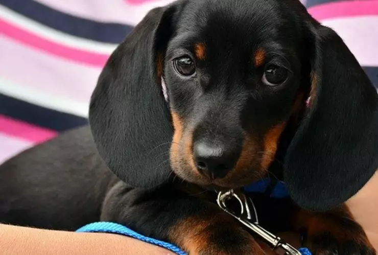 ley proteccion animal tamaulipas.jpg