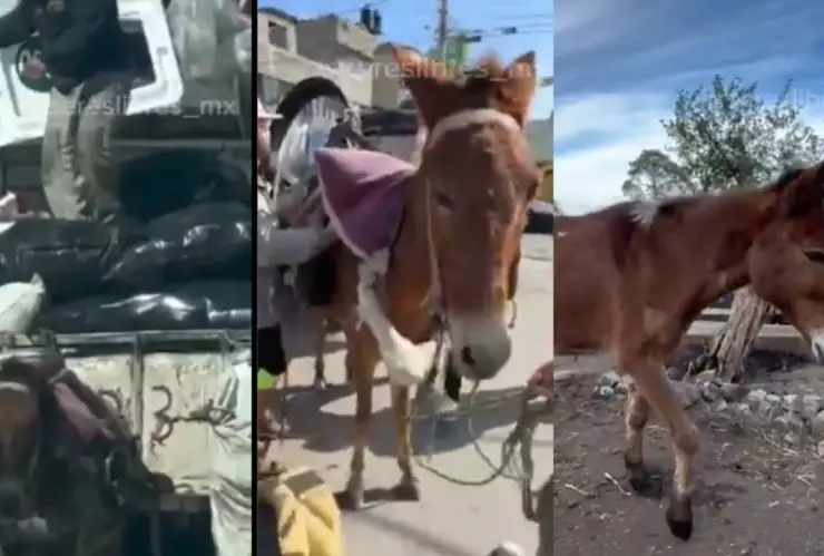 Caballo vive libre después de vivir explotado en calles de Valle de Chalco