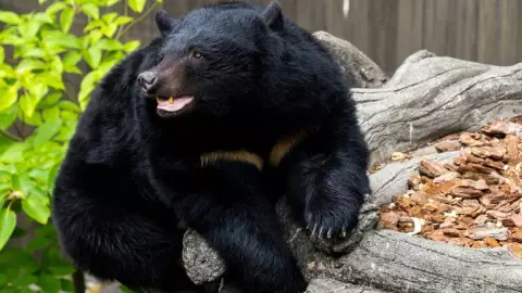 Excursión ESCOLAR termina en tragedia: Oso ATACA a niños; deja 11 heridos, dos en estado grave