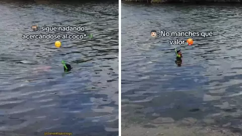 Hombre hace snorkel con cocodrilo en la Laguna Nichupté en Cancún; video.jpg