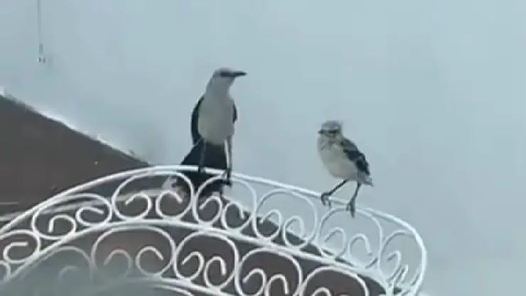 VIDEO_ Pájaro zorzal le enseñó a su cría a volar en Mérida y captaron el momento