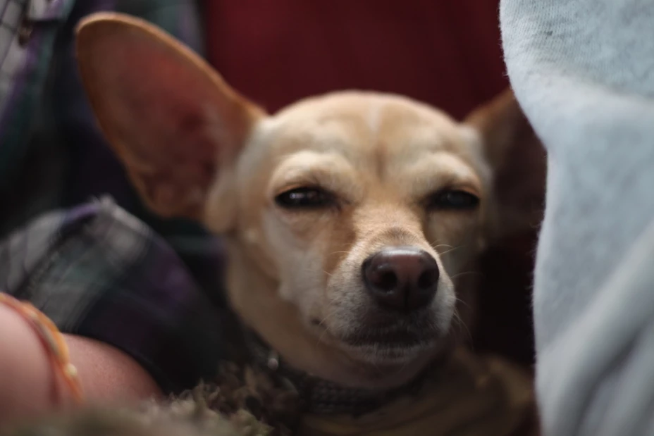 Clausuran tienda de mascotas donde torturaban animales.