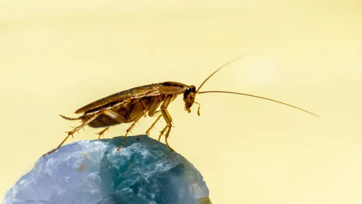 Alertan por aumento de supercucarachas en México; así afectaría a Aguascalientes