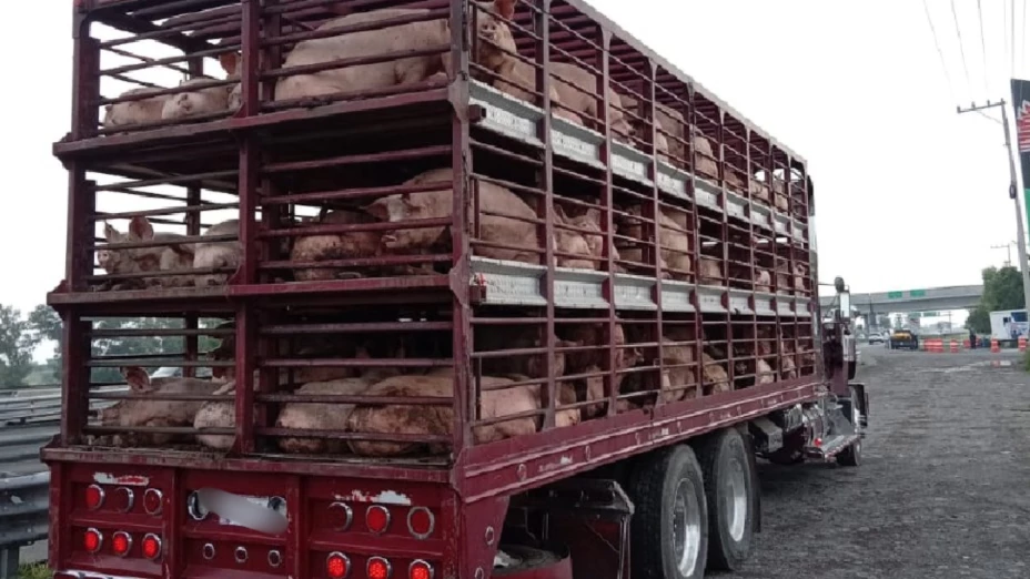 Recuperan tráiler con cerdos