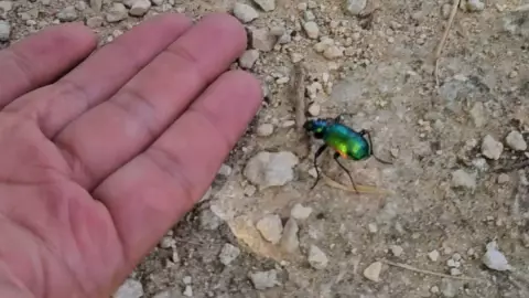 Brote de escarabajos bombarderos en Yucatán_ ¿Qué son y qué peligros representan?