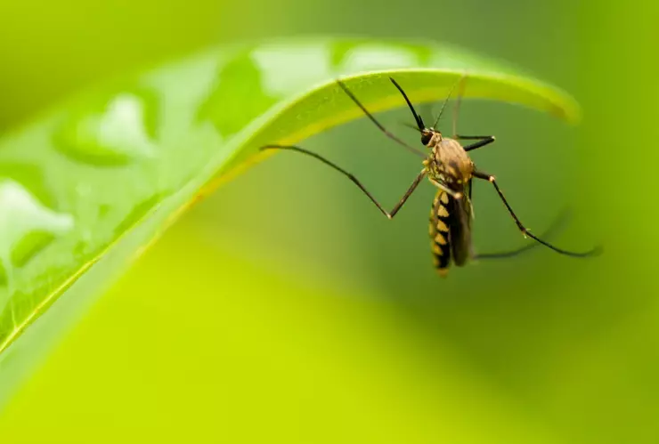 Estas plantas sirven como repelente natural para ahuyentar moscas y mosquitos