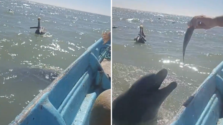 DELFINES GOLFO CALIFORNIA.png