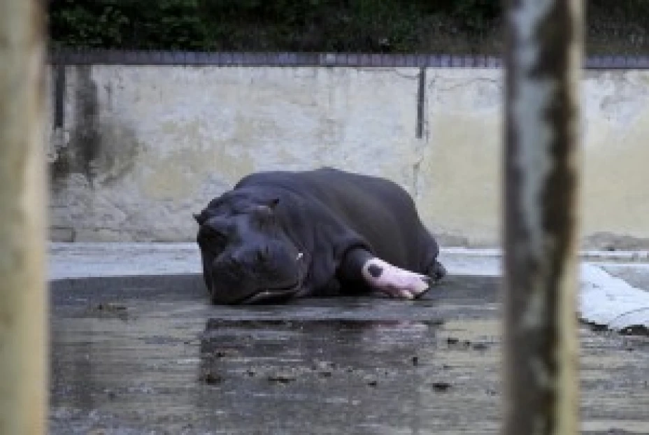 300 animales murieron por inundaciones en Georgia