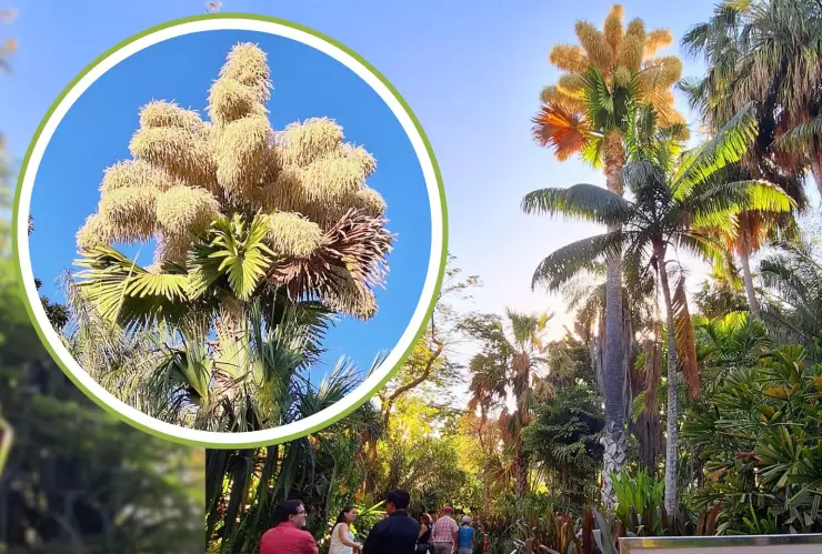 Palma talipot en Culiacán