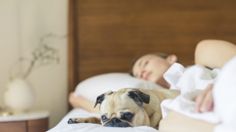Dormir con perros puede ayudarte a descansar mejor