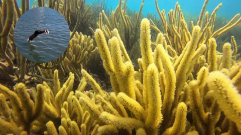 Sacamonedas de Veracruz.