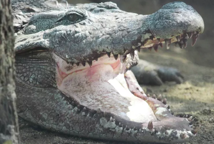 ¡Coco a la vista! Cocodrilo ataca a una mujer que nadaba en un río