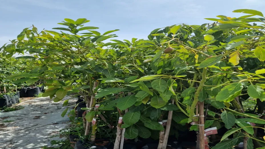 Producción pionera de árboles frutales en San Luis Tlaxialtemalco_SEDEMA.jpeg
