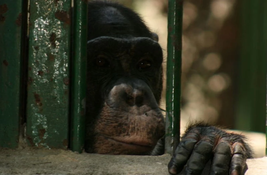 Chimpancés usados en investigaciones serán liberados