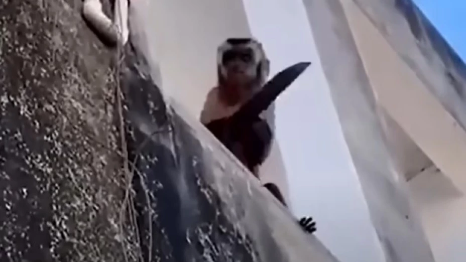 Mono araña asusta a todos mientras circula armado con un cuchillo