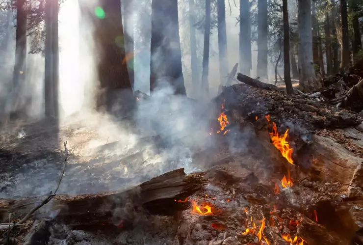 incendios forestales en Chihuahua