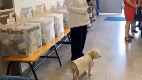 Ella es Daisy, la perrita funcionaria que se volvió viral en estas Elecciones 2024