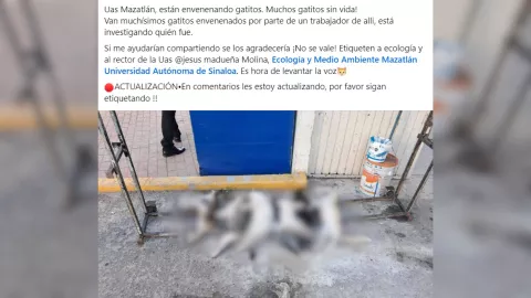 Denuncian gatos envenenados en la UAS en Mazatlán
