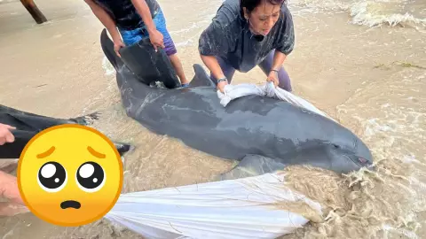 ¡IMPACTANTE! Delfín se queda varado en Mahahual ante la fuerza de la Tormenta Tropical Nadine (VIDEO)