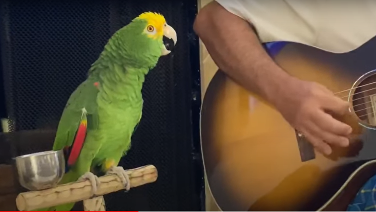 Tico el perico junto su dueño.png