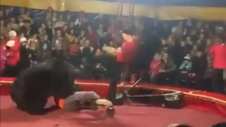 Oso atacó a su entrenador durante función de circo (VIDEO)