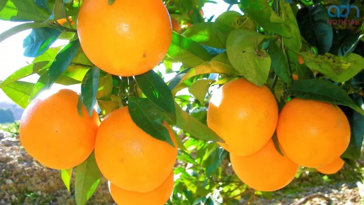 precio de la naranja