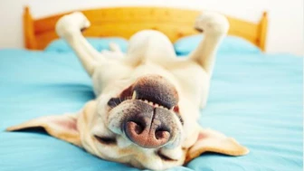 Qué significa que tu perro duerma boca arriba todo el tiempo