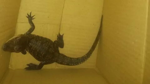 cria-caiman-rescatado-metro-cdmx-guerrero