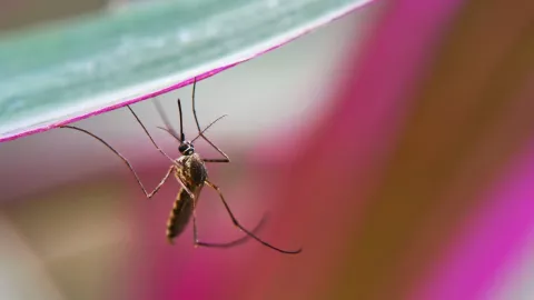 dengue mosquito lluvia puebla