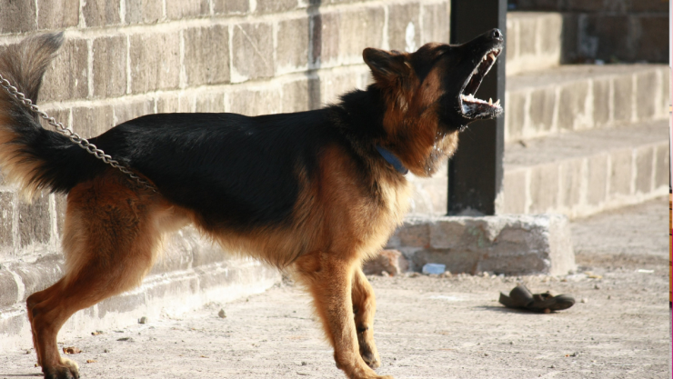 perro.png