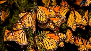  Mariposas monarca en Valle de Bravo 
