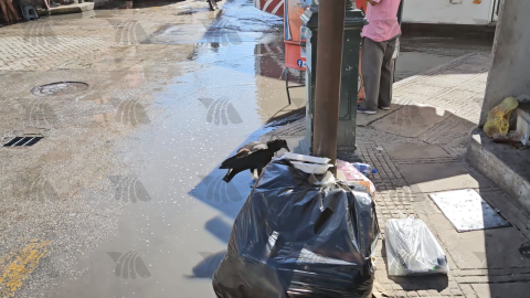 ¿Zopilote en el Mercado San Benito de Mérida?