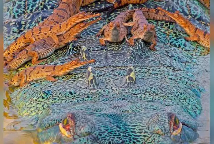 cocodrilo y sus crías bebés.jpg