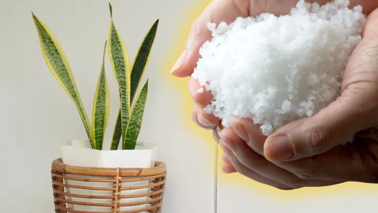 /estilo-de-vida/motivo-poner-sal-planta-lengua-de-suegra