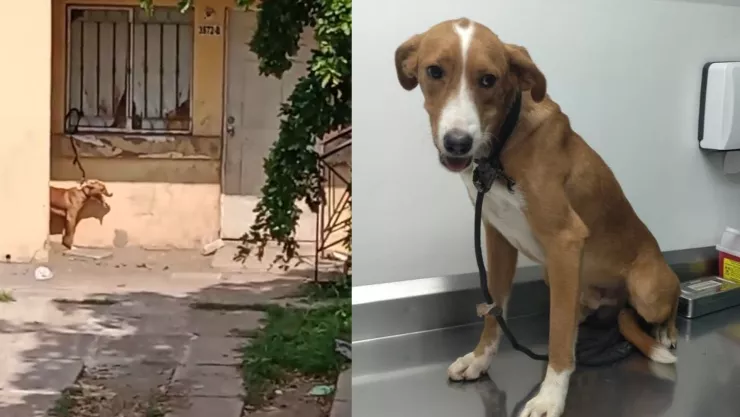 Perro rescatado en Culiacán