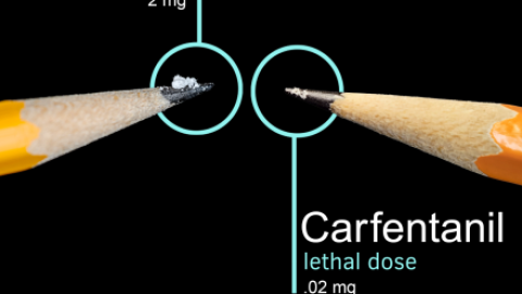Las muertes por carfentanil aumentaron siete veces