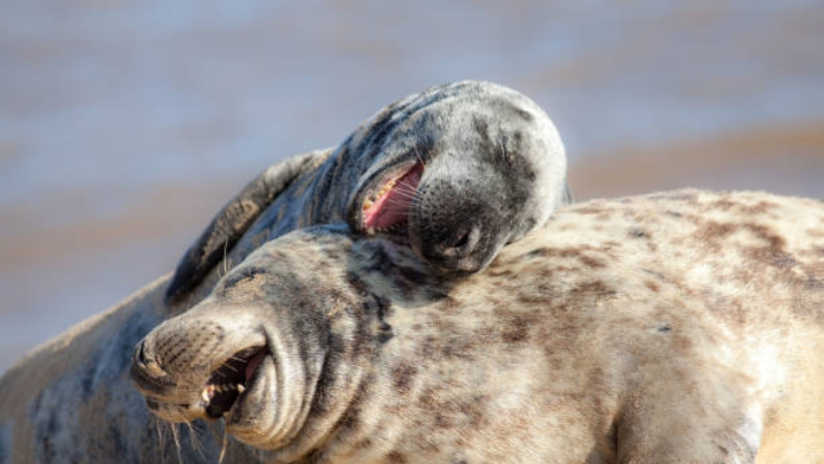 lobos marinos riendo.jpg