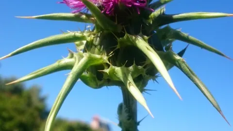 Infusión herbal de cardo marino para ayudar a limpiar el hígado