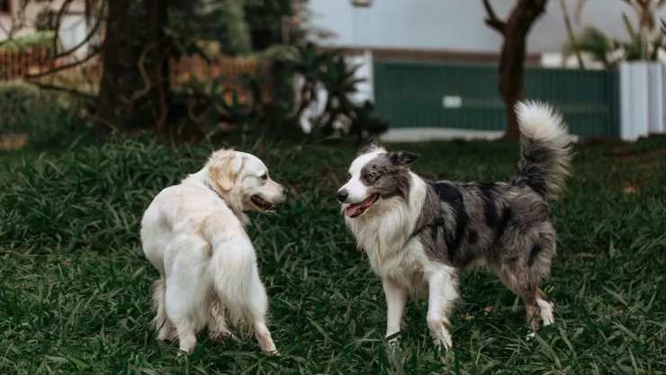 Estudio revela que a los perros también les gusta el chisme