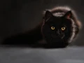Si tu animal de compañía se siente mal, hay que llevarla de inmediato al veterinario y seguir las recomendaciones de los especialistas