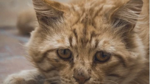 ¡Indignante! Jefe de prensa de Brasil arroja a tierno gatito en plena conferencia