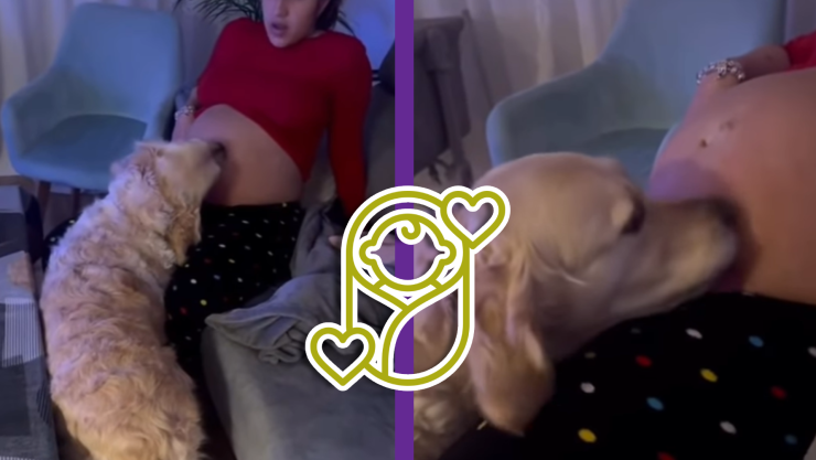 VIDEO_ Perro predice parto de su dueña; así adivinó el ‘lomito’ este bello momento.webp
